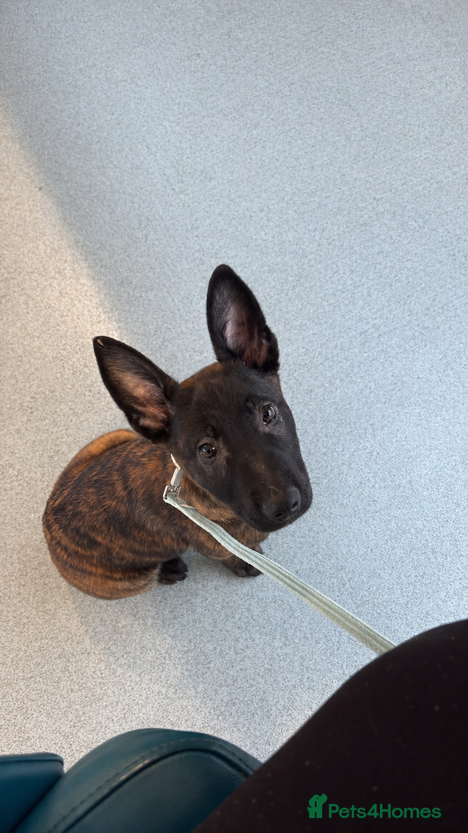 Belgian Shepherd Dog dogs Shepherd puppy  - Advert 12