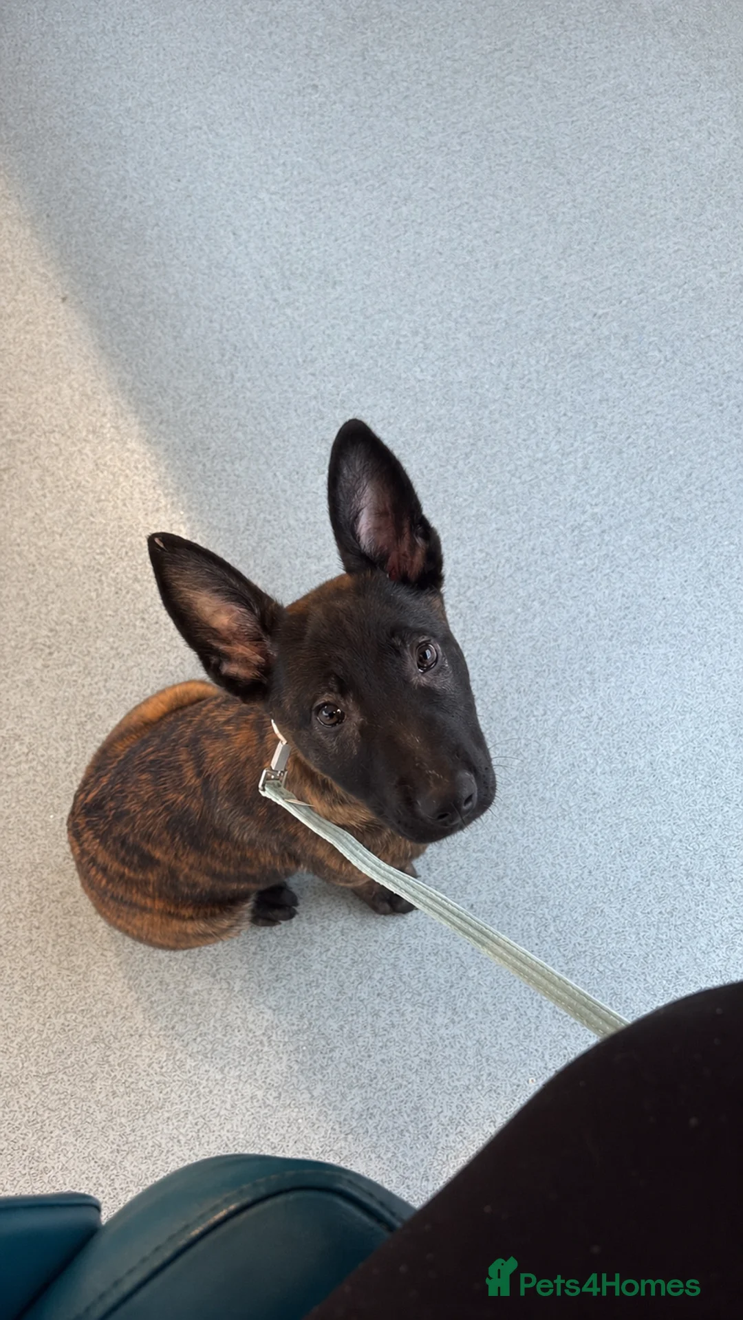 Belgian Shepherd Dog dogs for sale: Shepherd puppy  in Wishaw - Advert 1