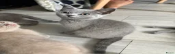 British Shorthair cats for sale: Blue Male British ShortHair  - Advert 1