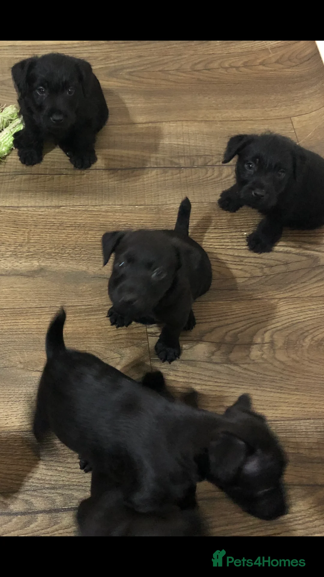 Patterdale Terrier dogs for sale: Patterdale puppies  in Burnley - Advert 11