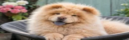 Chow Chow dogs for sale: Luna caramel chow chow - Advert 3