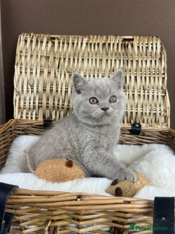 British Shorthair cats - Advert 1