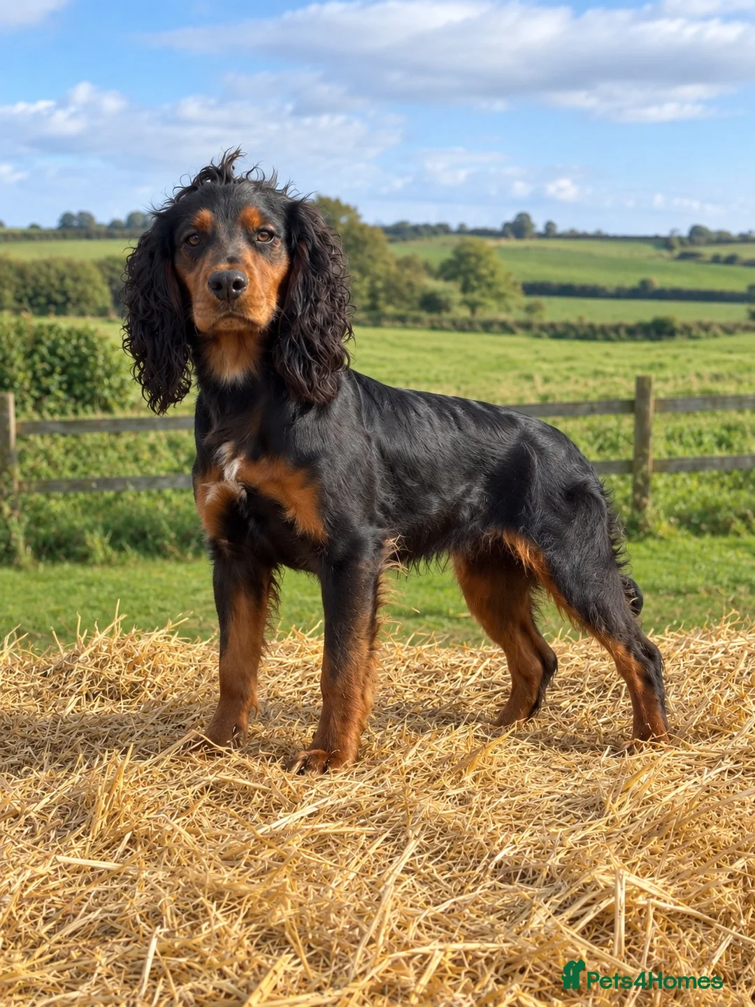 Cocker Spaniel dogs for stud: Working Cocker spaniel  - Advert 2