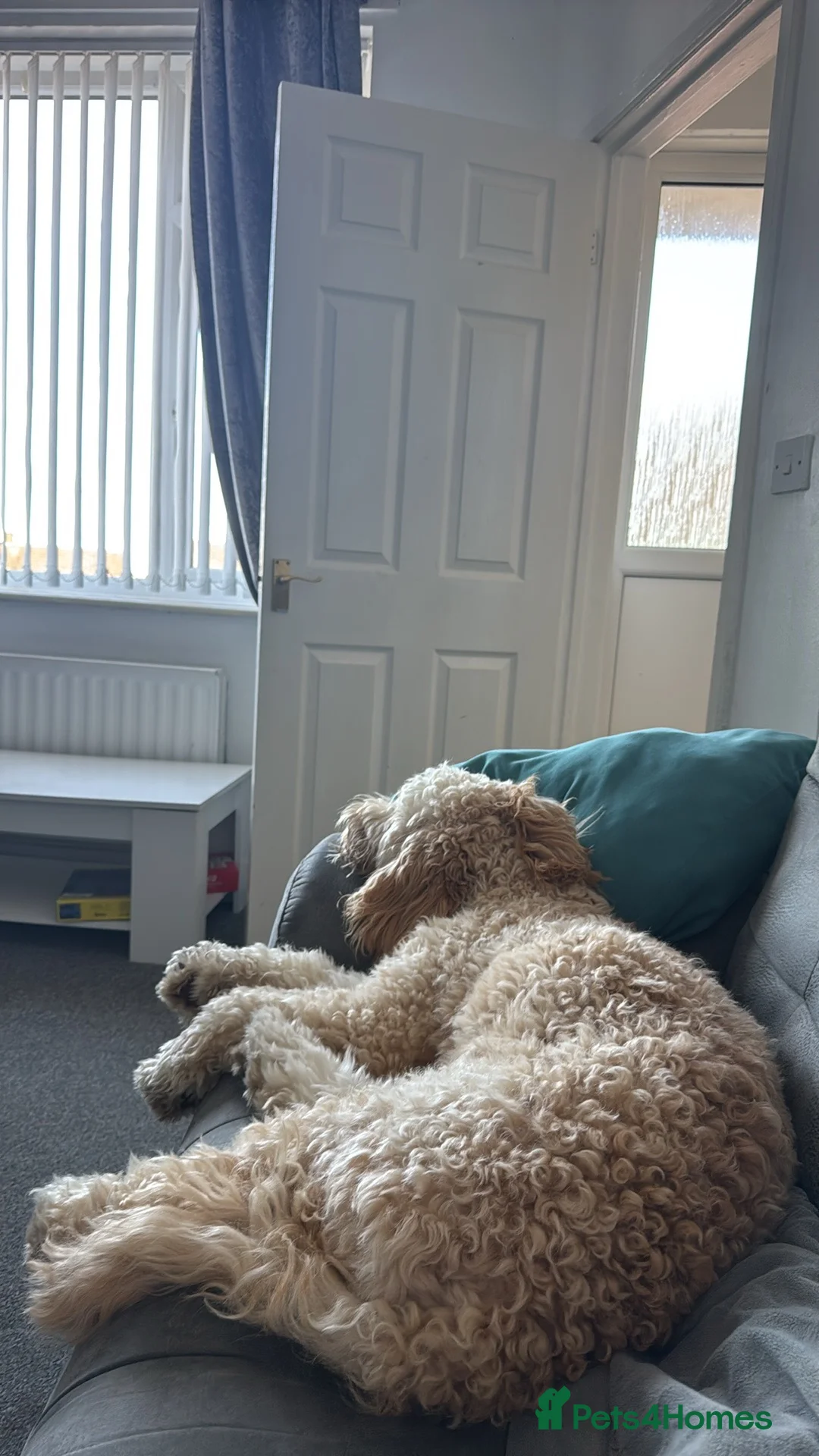 Cockapoo dogs for sale: Teddy - Advert 3