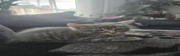 Mixed Breed cats for sale: Lovely kitten - Advert 2