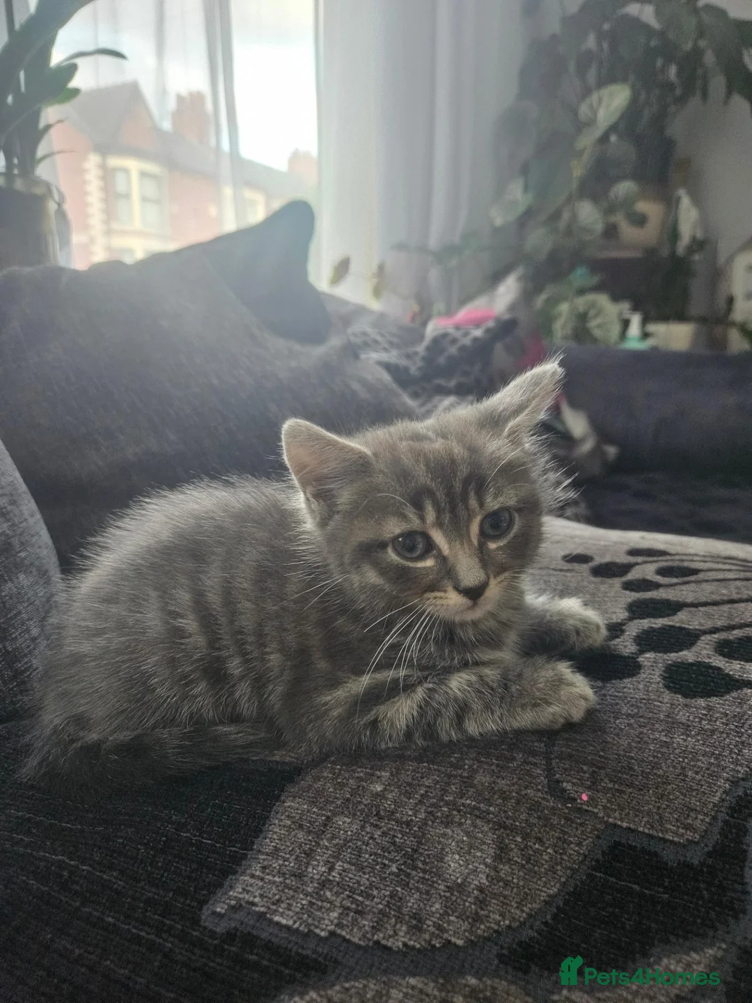 Mixed Breed cats for sale: Lovely kitten - Advert 2