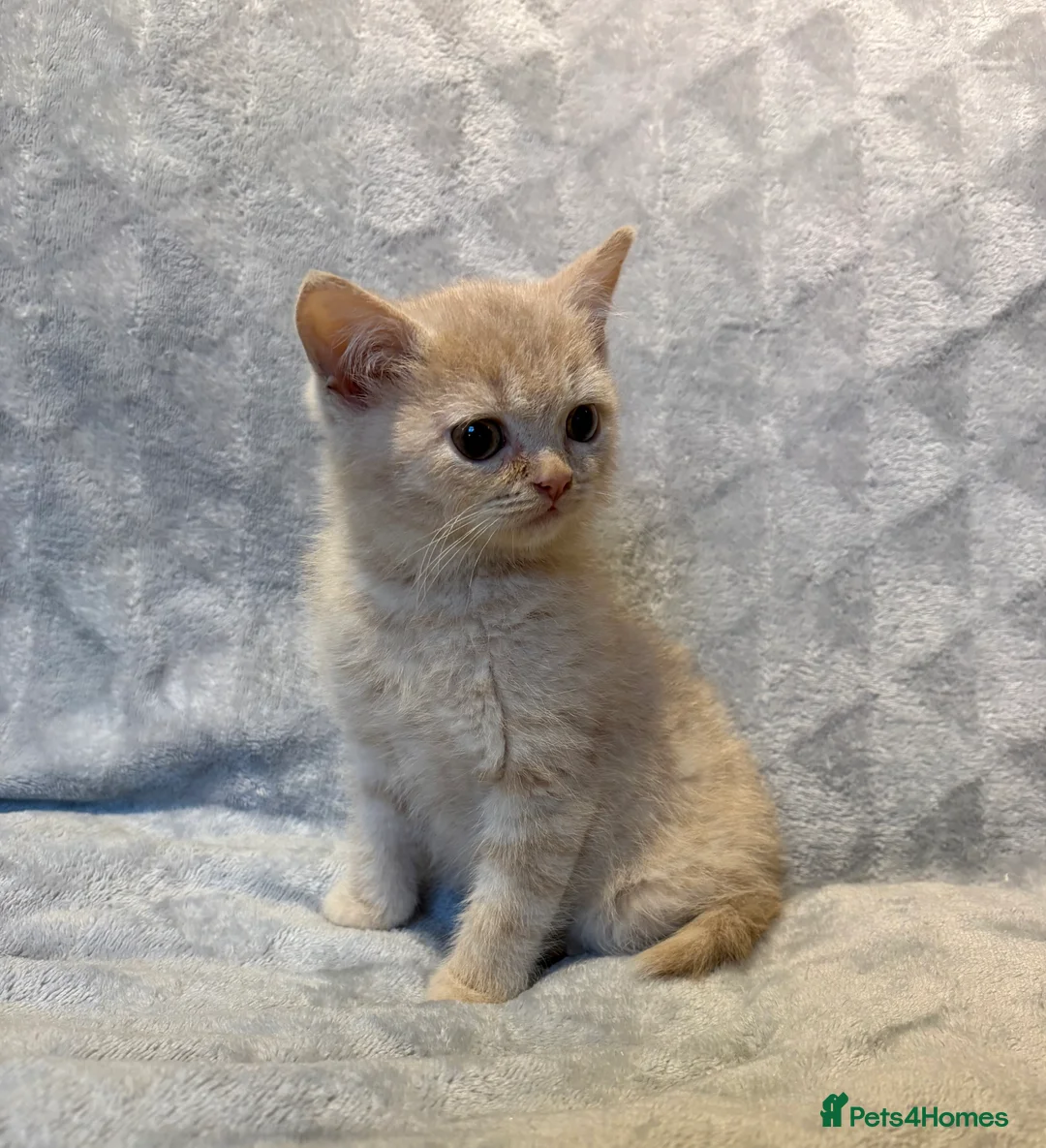 British Shorthair cats for sale: 4 boy BSH kittens ready to leave! - Advert 5