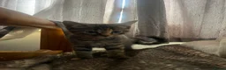 Bengal cats for sale: Ragdoll x Bengal kittens  - Advert 22