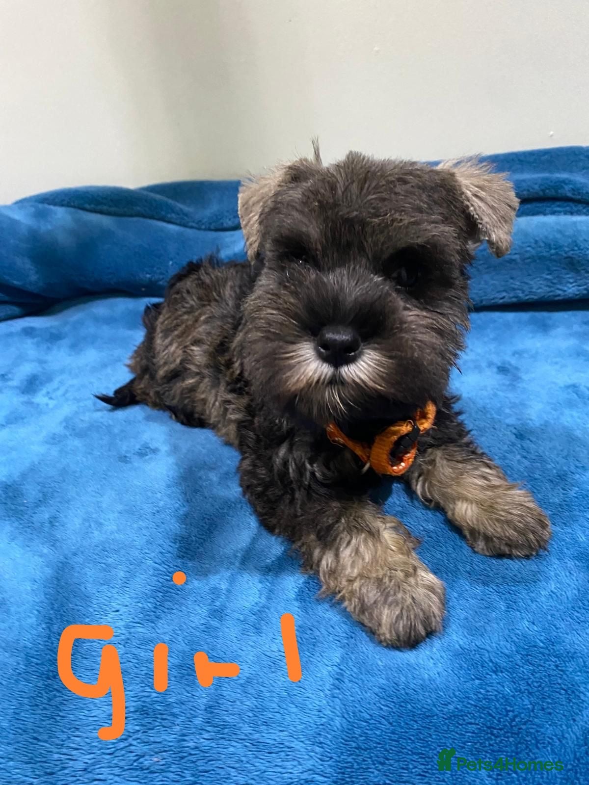 Miniature Schnauzer dogs Miniature schnauzer puppies  - Advert 2