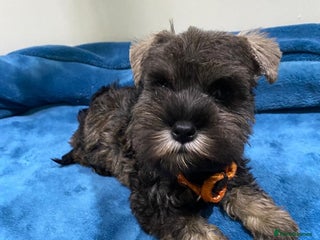 Miniature Schnauzer dogs Miniature schnauzer puppies - Advert 2