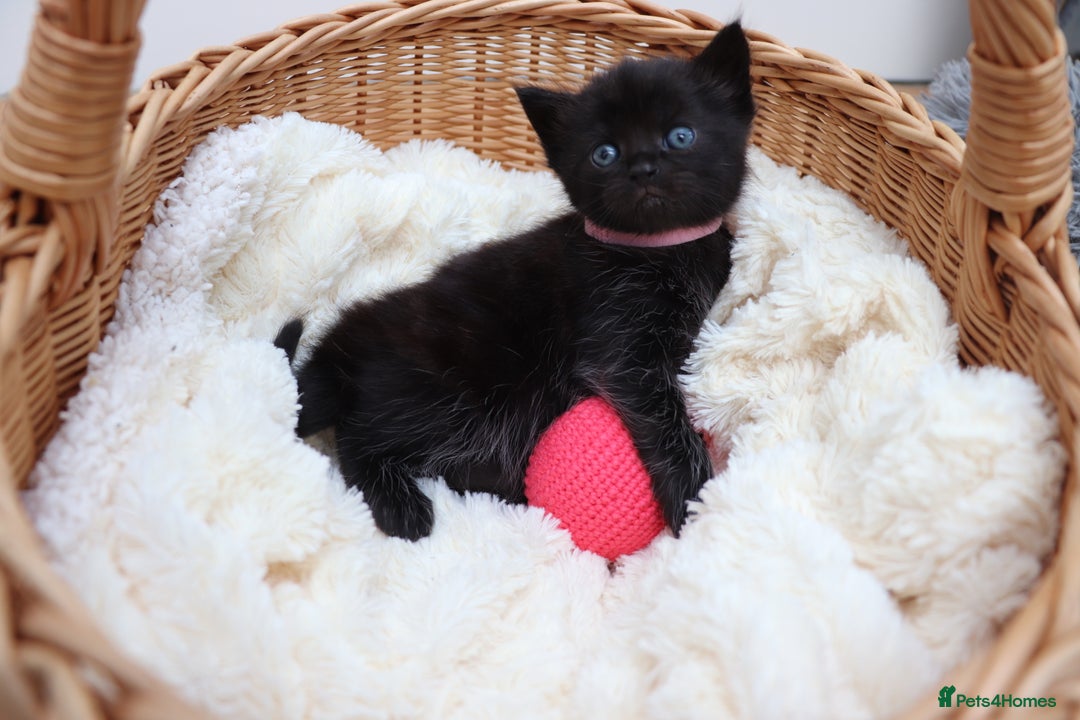 Mixed Breed cats for sale: Beautiful Kittens - Image 2