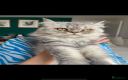 Persian cats for sale: BeautifulPersian Kittens - Image 16
