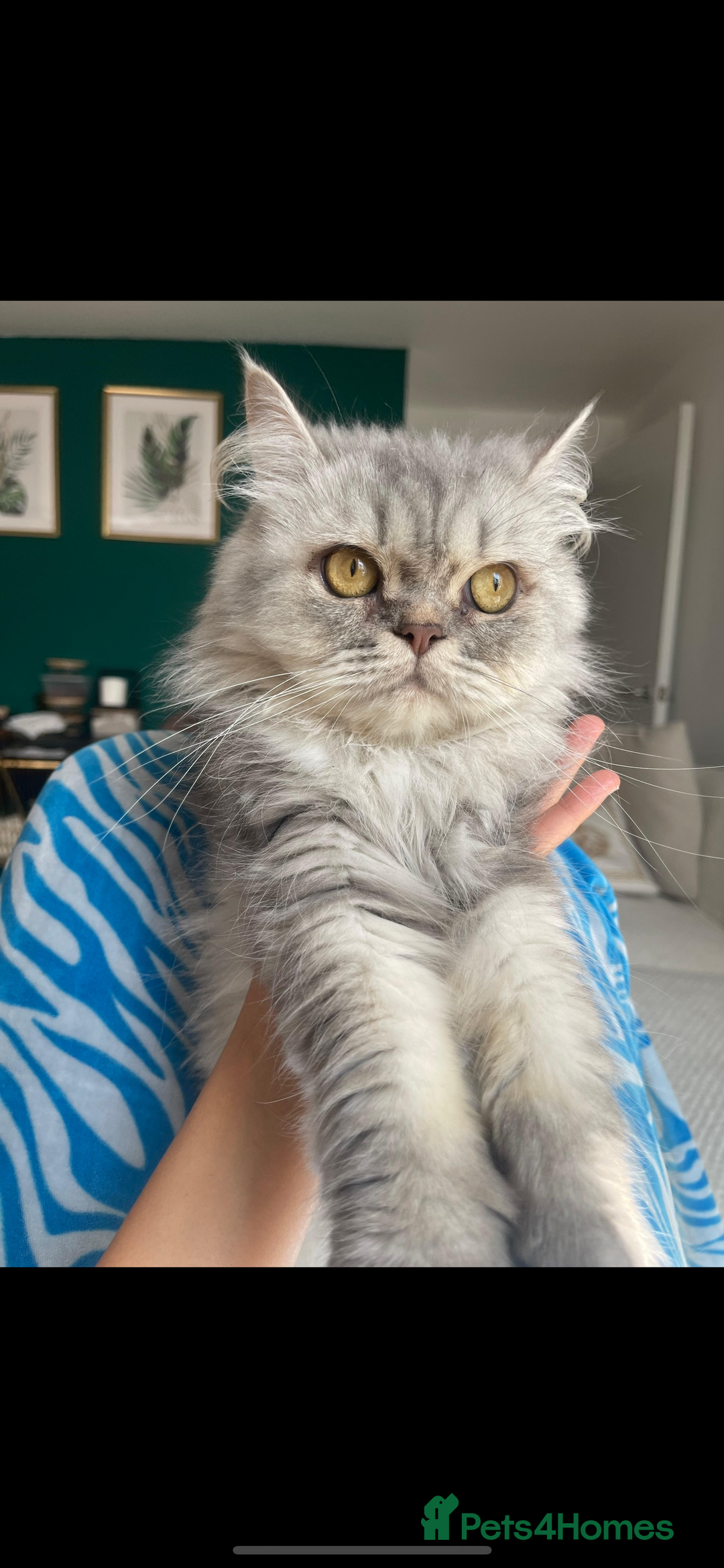 Persian cats for sale: BeautifulPersian Kittens - Image 16