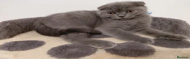 Scottish Fold 1