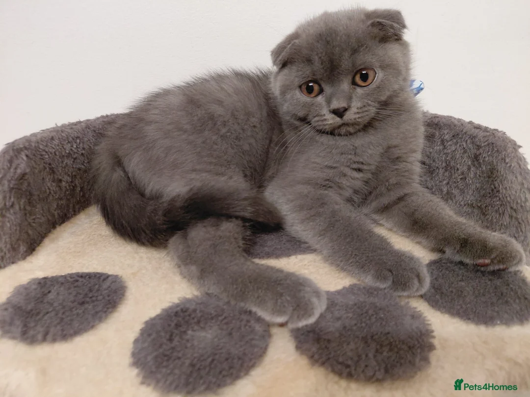 Scottish Fold cats for sale: Scottish Fold Girl Kitten for Sale – 12 Weeks Old in Stanmore - Advert 2
