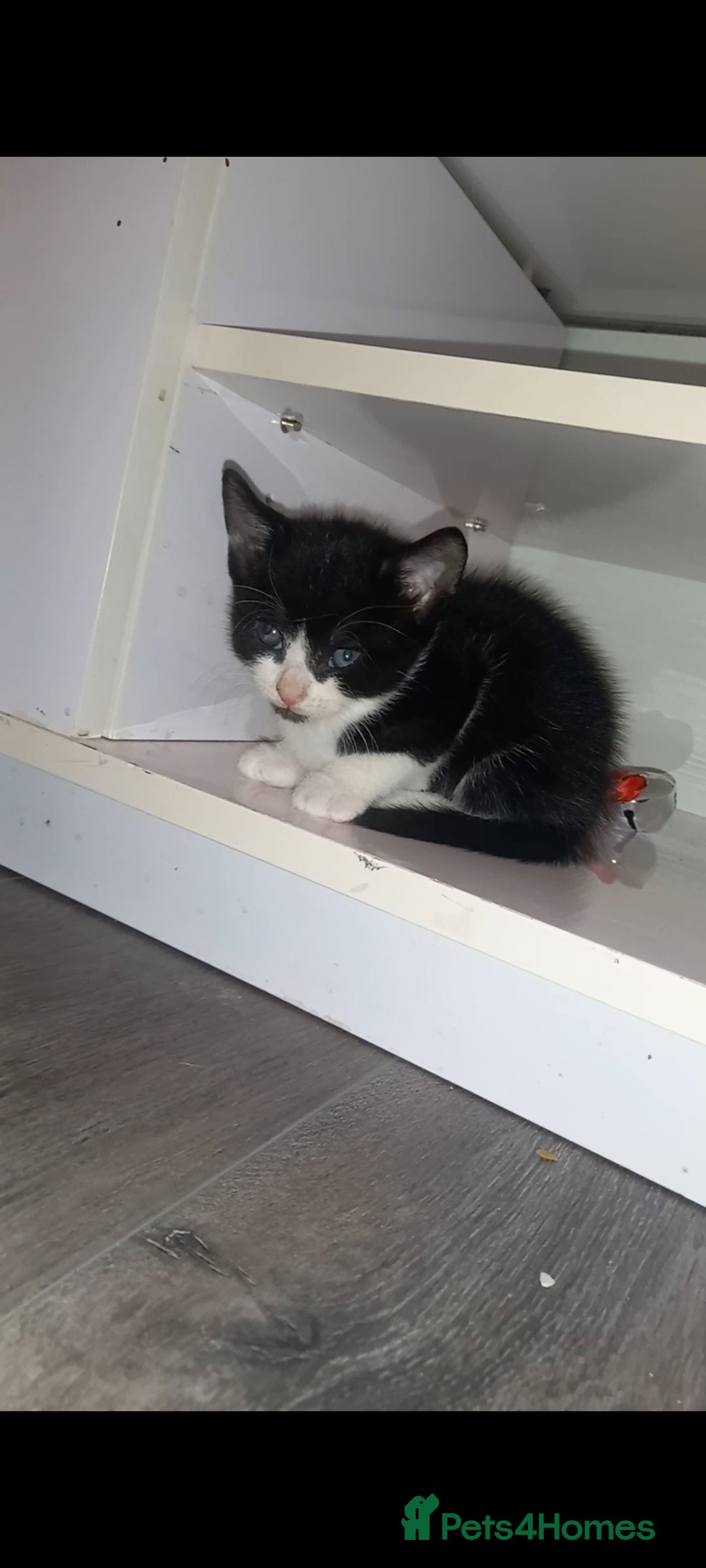 Mixed Breed cats for sale: Kittens looking for their forever loving Home - Advert 3