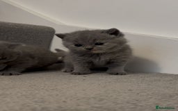 British Shorthair cats for sale: Gorgeous bsh kittens"Active with GCCF" - Image 4