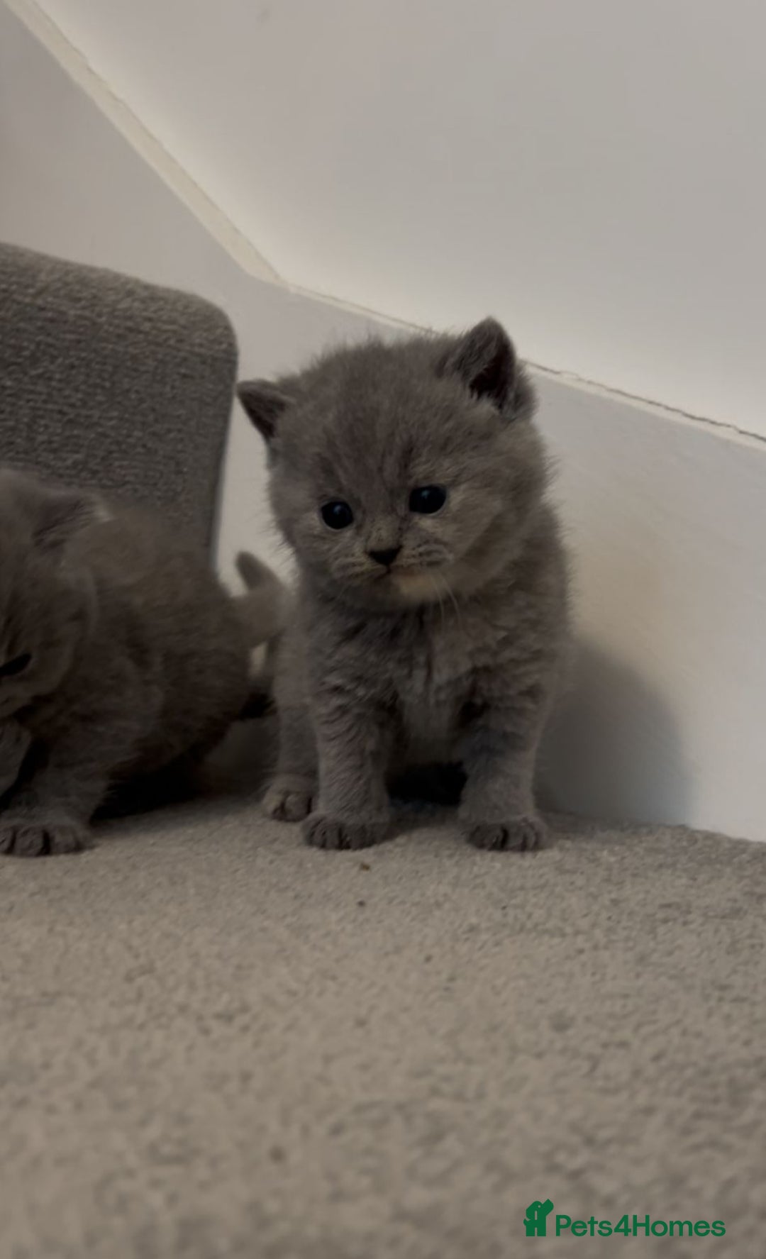 British Shorthair cats for sale: Gorgeous bsh kittens"Active with GCCF" - Image 4