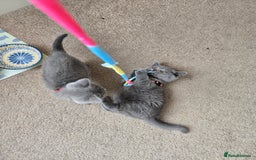 British Shorthair cats for sale: *** Pedigree British Shorthair Kittens *** - Image 7
