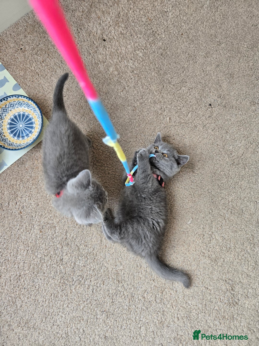 British Shorthair cats for sale: *** Pedigree British Shorthair Kittens *** - Image 7