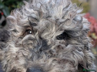 Australian Labradoodle dogs See us Live on YouTube Australian Labradoodles - Advert 1