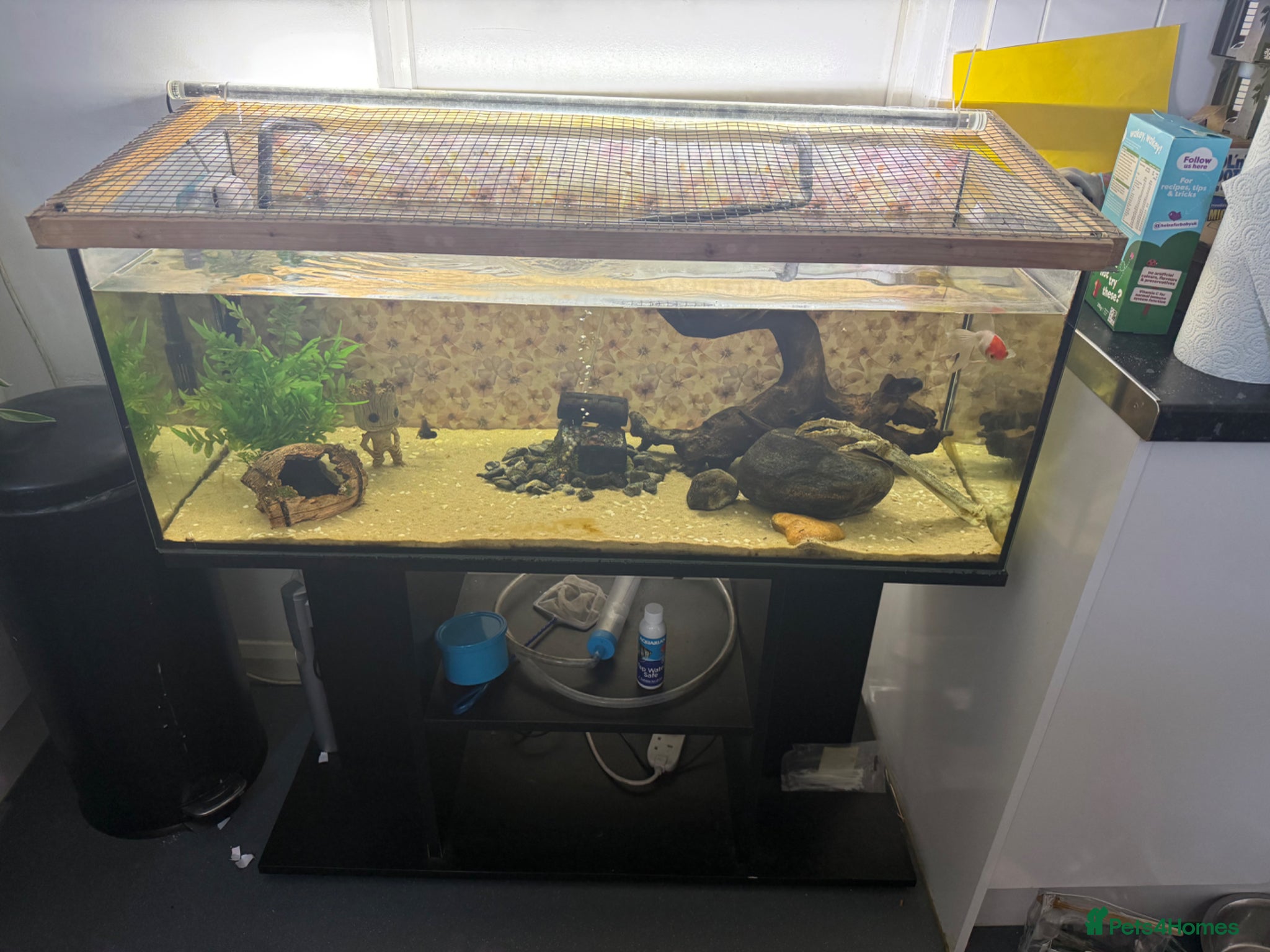 Fancy Goldfish fish Fish tank stand and 3 fish  - Advert 4