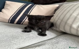 British Longhair cats for sale: Longhair & Shorthair Kittens - Image 5
