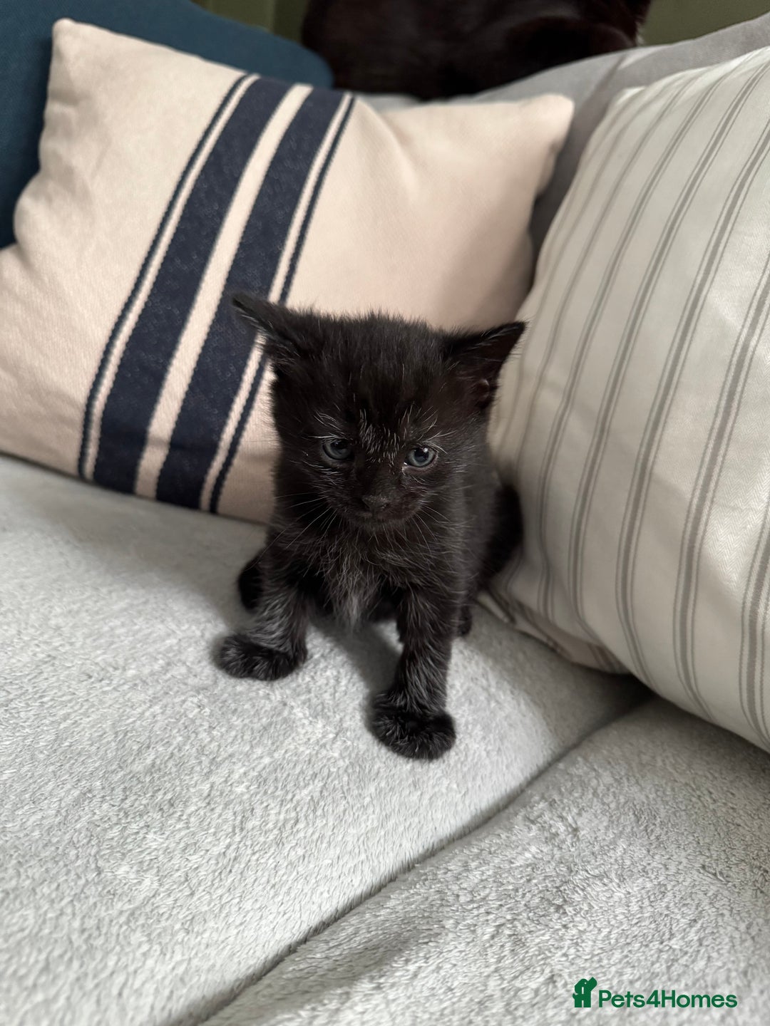 British Longhair cats for sale: Longhair & Shorthair Kittens - Image 5
