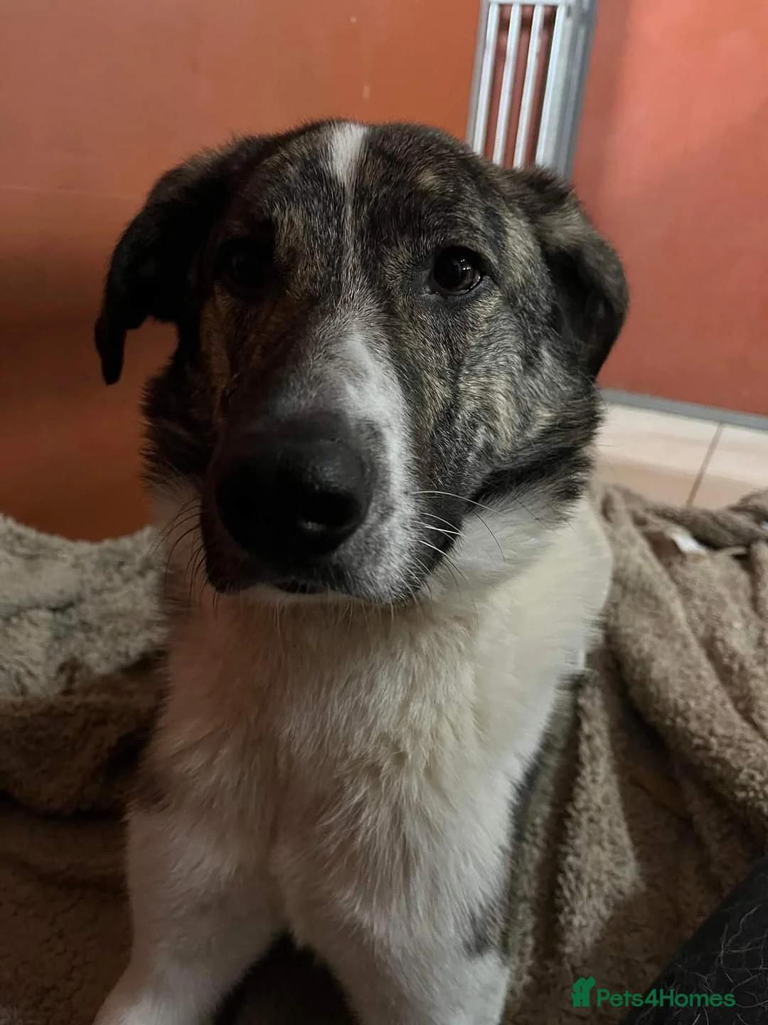Mixed Breed dogs for adoption: Meet Kane, currently residing in Cheshire  in Nantwich - Advert 15