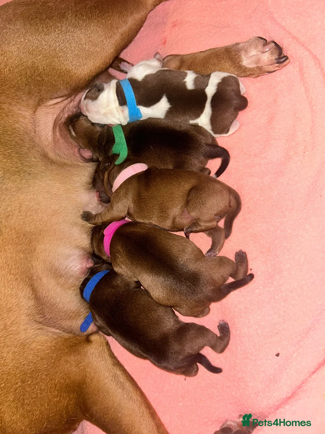 Staffordshire Bull Terrier dogs for stud: Red Staffordshire Bull Terrier Stud in Wolverhampton - Advert 18