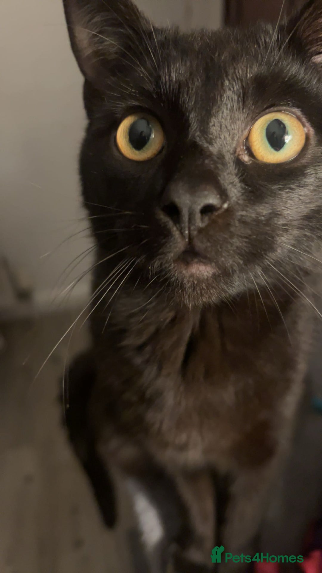 Mixed Breed cats for sale: Two 9 month old kittens - Advert 8