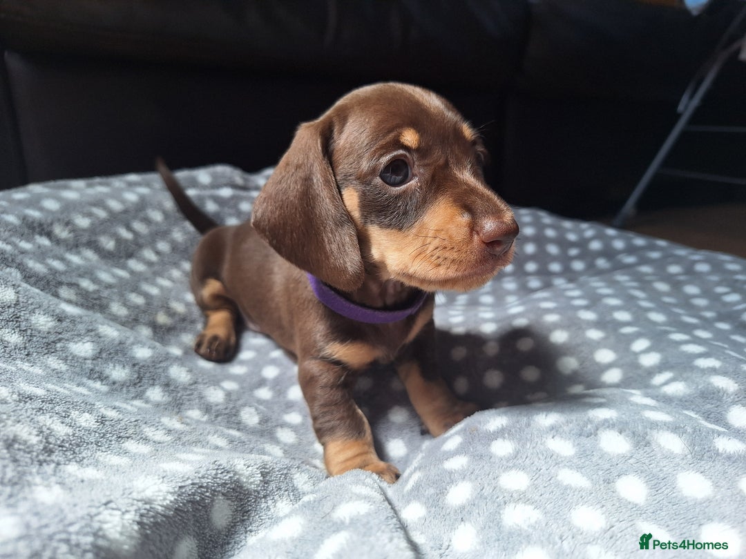 Dachshund dogs for sale: 4 beautiful dachshund girls  - Image 3