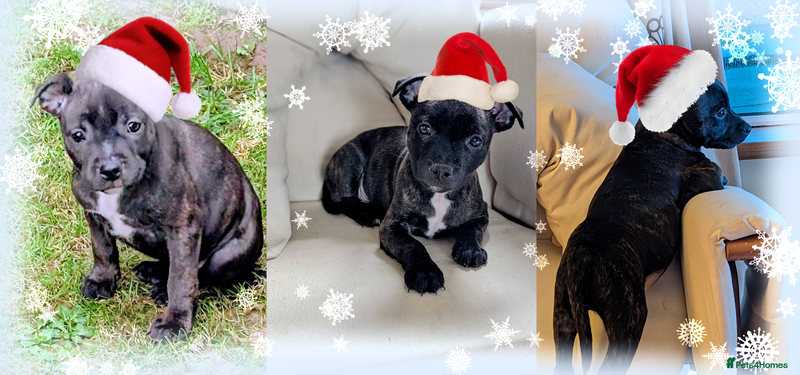 Staffordshire Bull Terrier dogs Stunning Staffordshire bull terrier puppies  - Advert 2