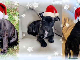 Staffordshire Bull Terrier dogs Stunning Staffordshire bull terrier puppies - Advert 2