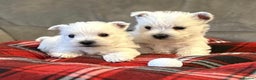 West Highland Terrier dogs for sale: Stunning west highland terrier puppies  - Advert 6