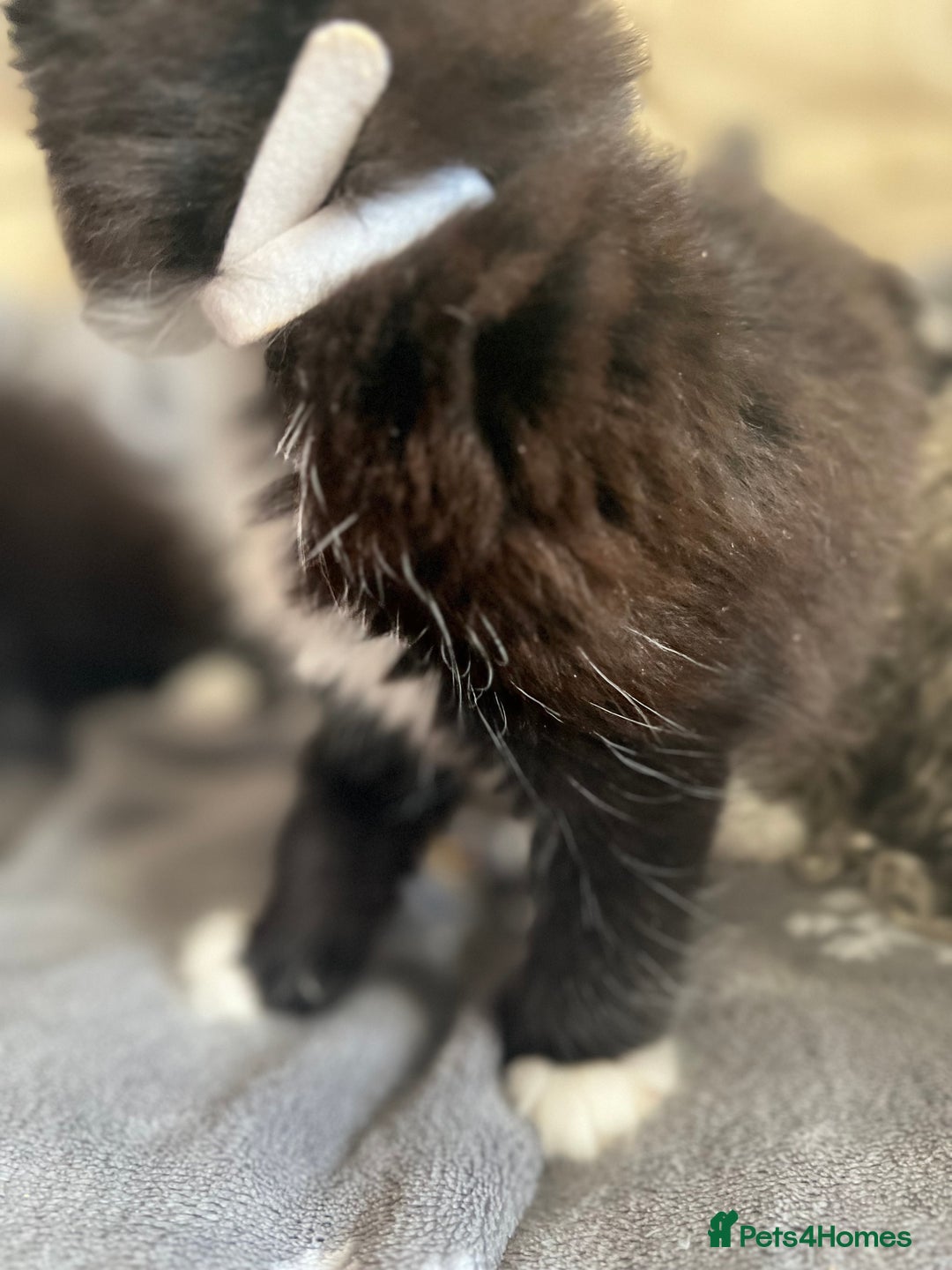 Mixed Breed cats for sale: Fluffy black and white kittens  - Advert 13