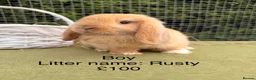 Mini Lop rabbits for sale: Mini lop babies! Lots of colours!  - Advert 17