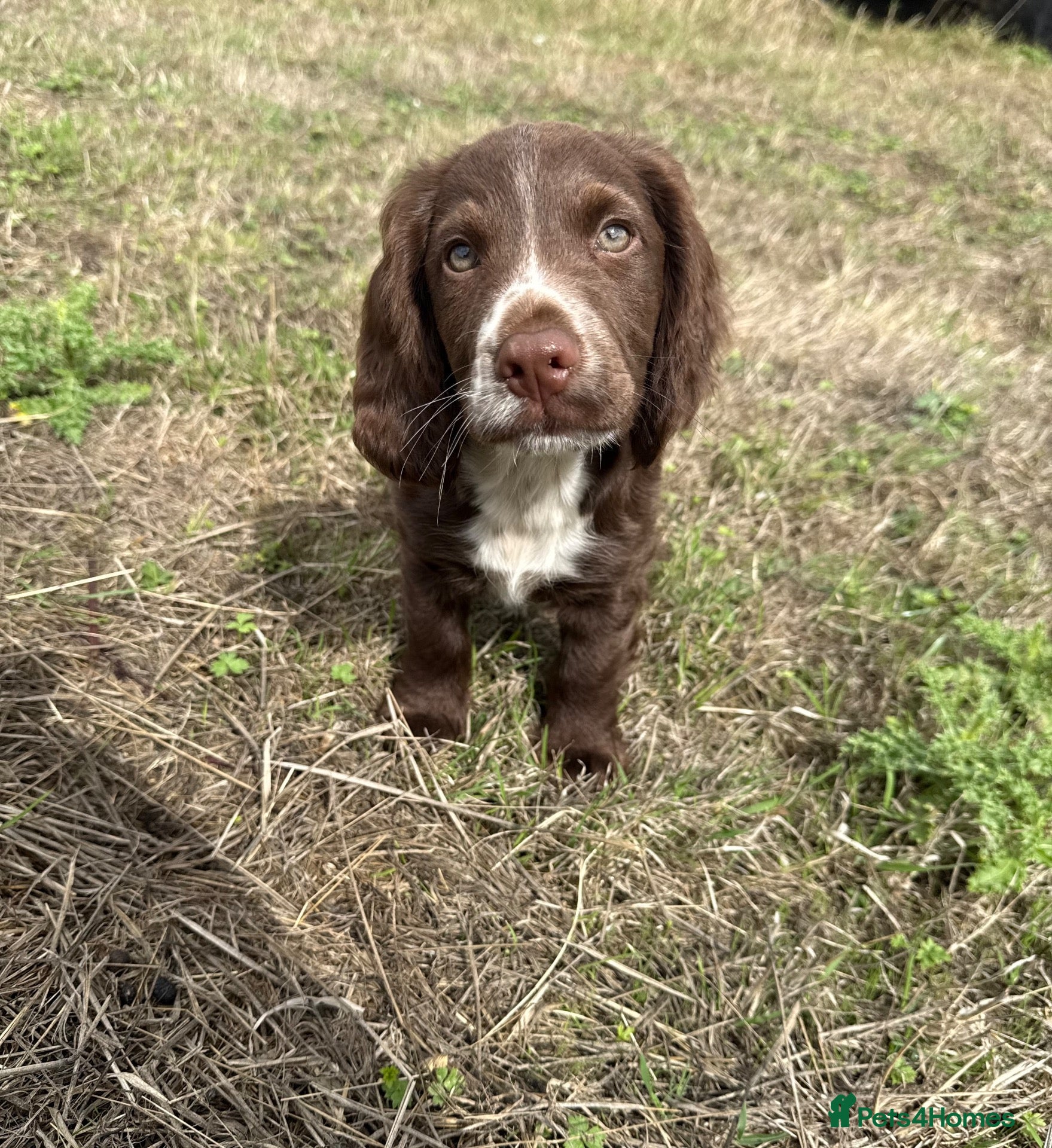 Cocker Spaniel dogs Ready to leave now! cocker spaniel puppies - Advert 14