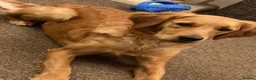 Goldador dogs for sale: Extensively health tested Goldador 5⭐️ homebreeder - Advert 4