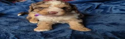 Cockapoo dogs for sale: ❤️ cockapoo puppies 8 WEEKS OLD & READY NOW 🐶 - Advert 22