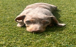 Miniature Dachshund dogs for sale: Miniature Dachshund (Bitch) - Image 13
