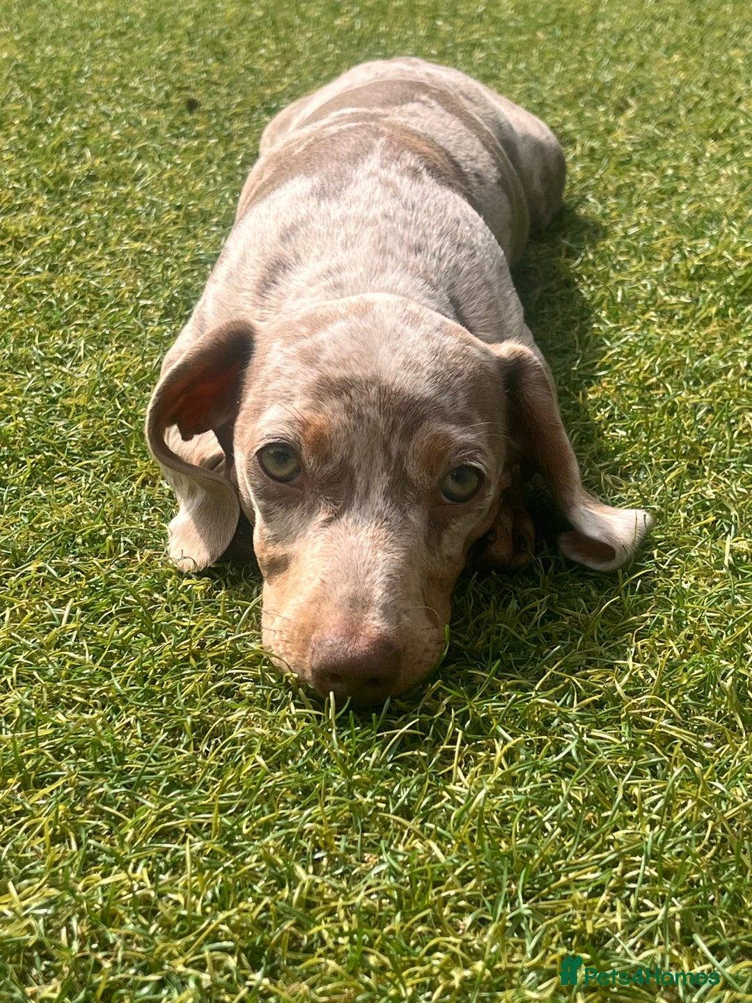 Miniature Dachshund dogs for sale: Miniature Dachshund (Bitch) - Image 13