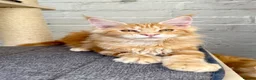 Maine Coon cats for sale: TICA Pedigree Massive Red Kittens - Advert 14
