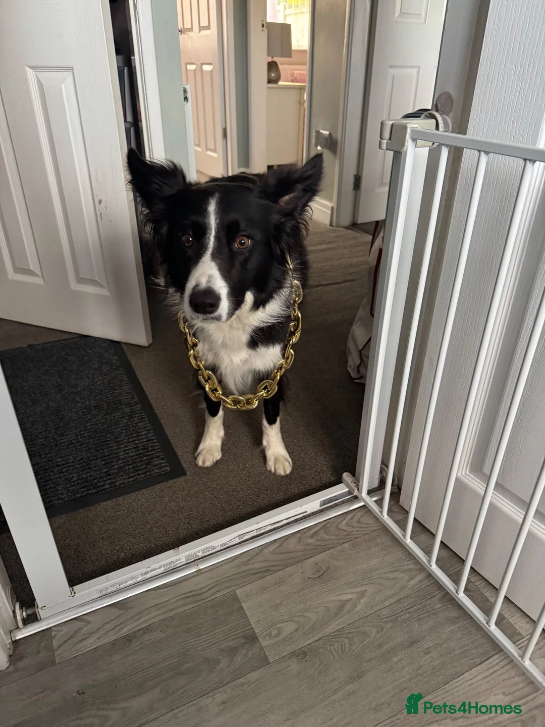 Border Collie dogs for sale: Maggie in Stoke-on-Trent - Advert 2