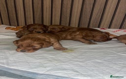 Cockapoo dogs for sale: 5 Stunning fox red Cockapoos (health tested) - Image 5