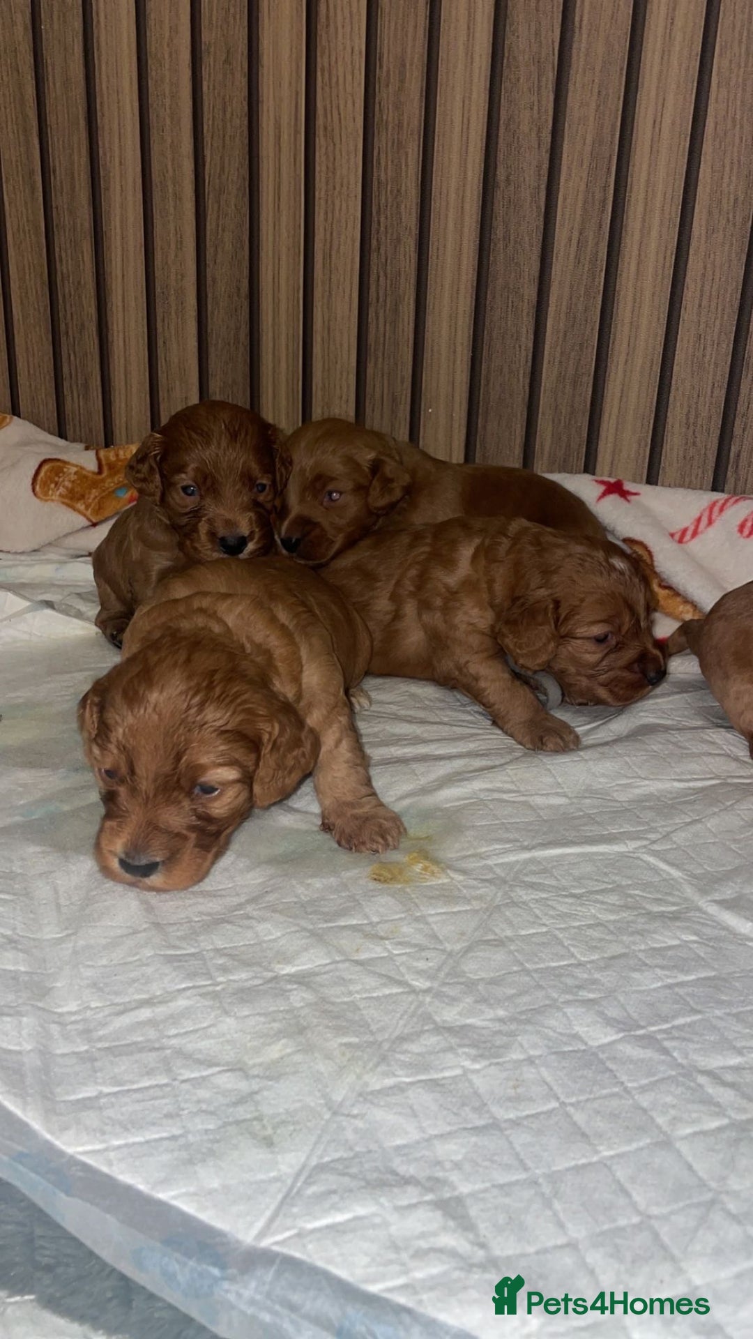 Cockapoo dogs for sale: 5 Stunning fox red Cockapoos (health tested) - Image 5
