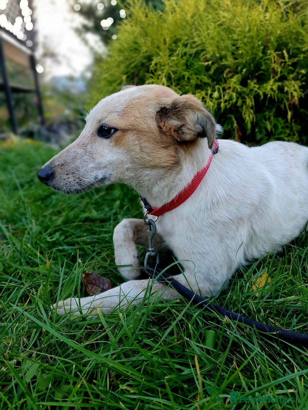 Mixed Breed dogs for adoption: 💖🐶 MILKA 🐶💖 - Advert 2