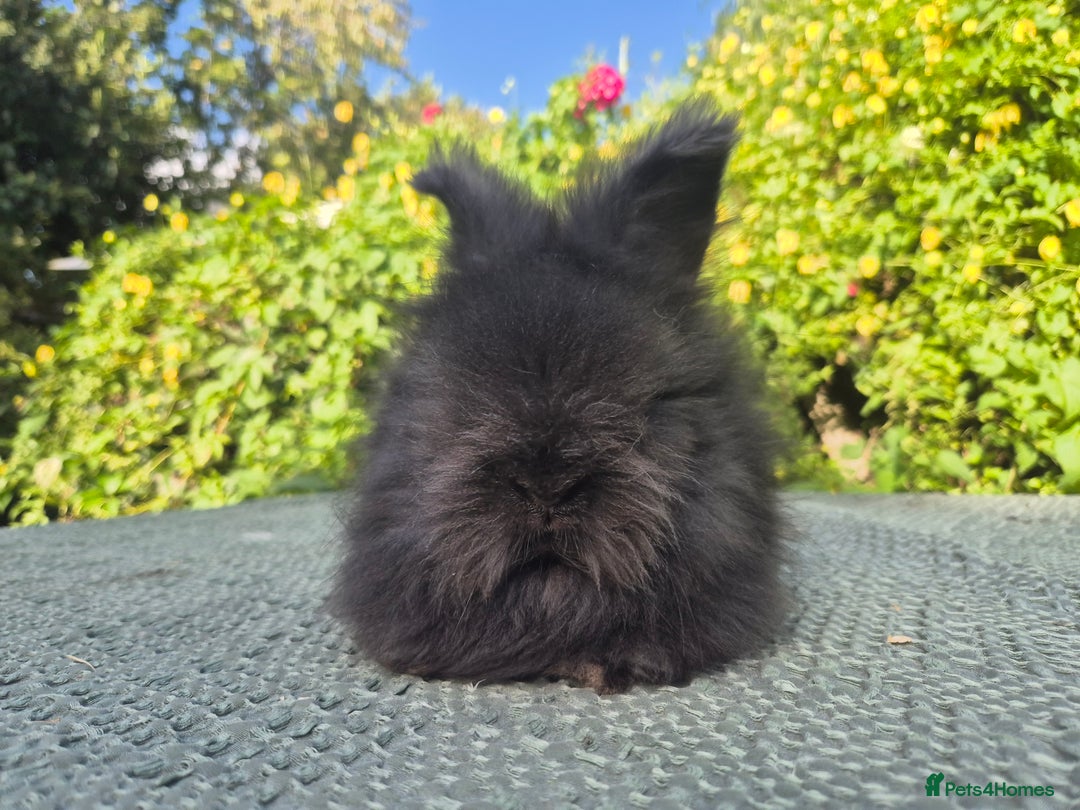 Angora rabbits for sale: 😍Large Angora babies- parents imported from 🇫🇷  - Image 9
