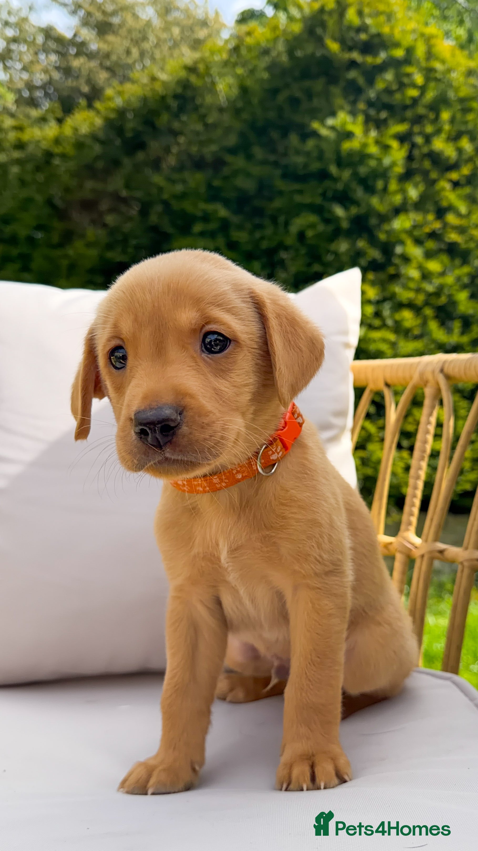 Labrador Retriever dogs for sale: Fox Red Working Labrador Puppies - Advert 17