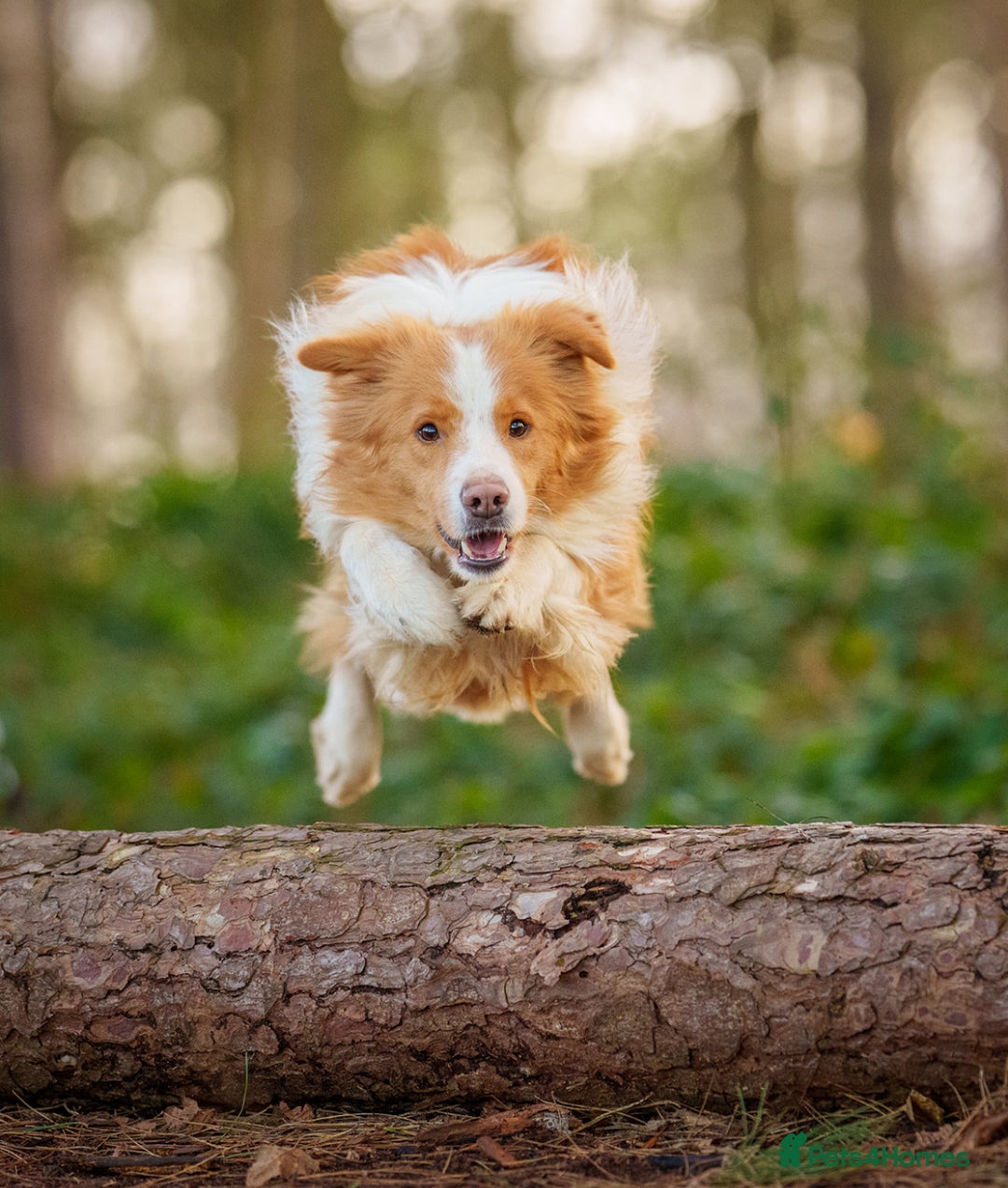 Border Collie dogs for sale: Stunning Traditional Show Line Health Tested Pups - Advert 7